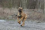 CANE CORSO 756